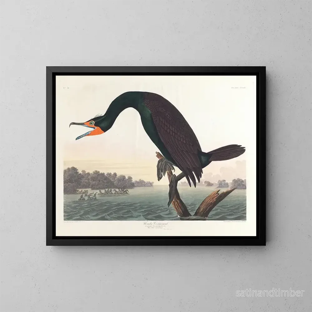 Reproduktion av målningen Cormoran de Floride – John James Audubon Reproduktion av målningen Cormoran de Floride – John James Audubon
