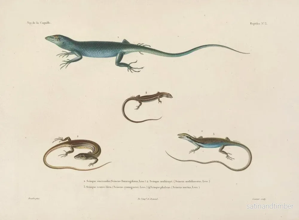 Resa runt världen — plansch 003 — Louis-Isidore Duperrey - Bild 2