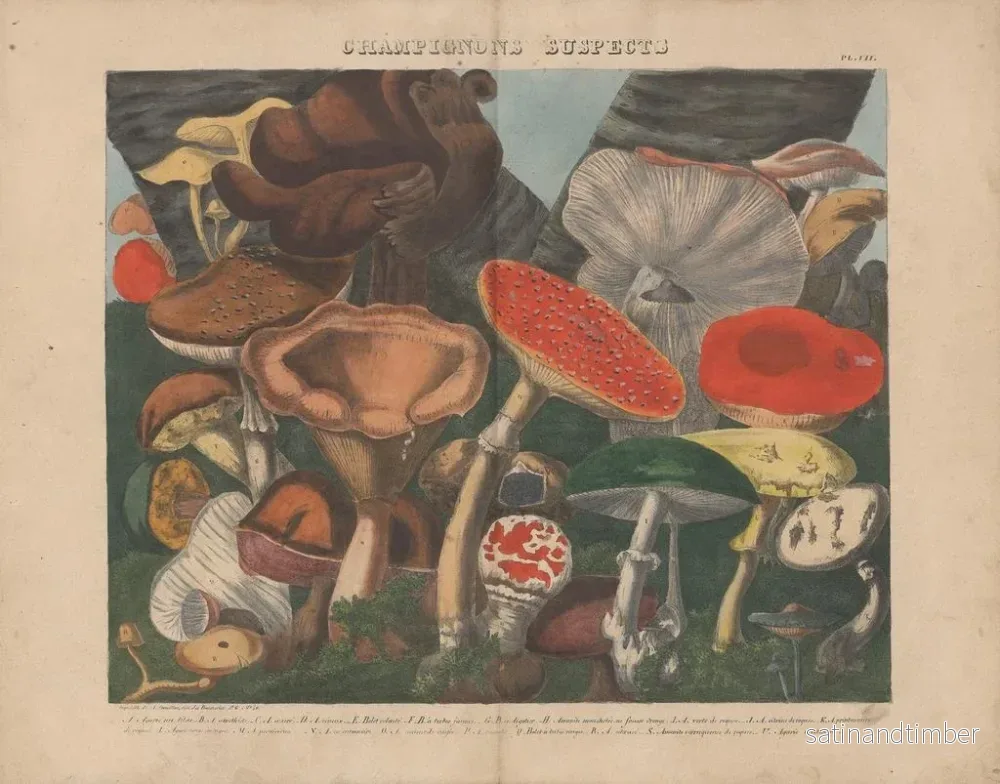 Reproduktion av målningen Atlas över misstänkta och giftiga ätbara svampar Pl07 - Michel Étienne Descourtilz - Bild 2