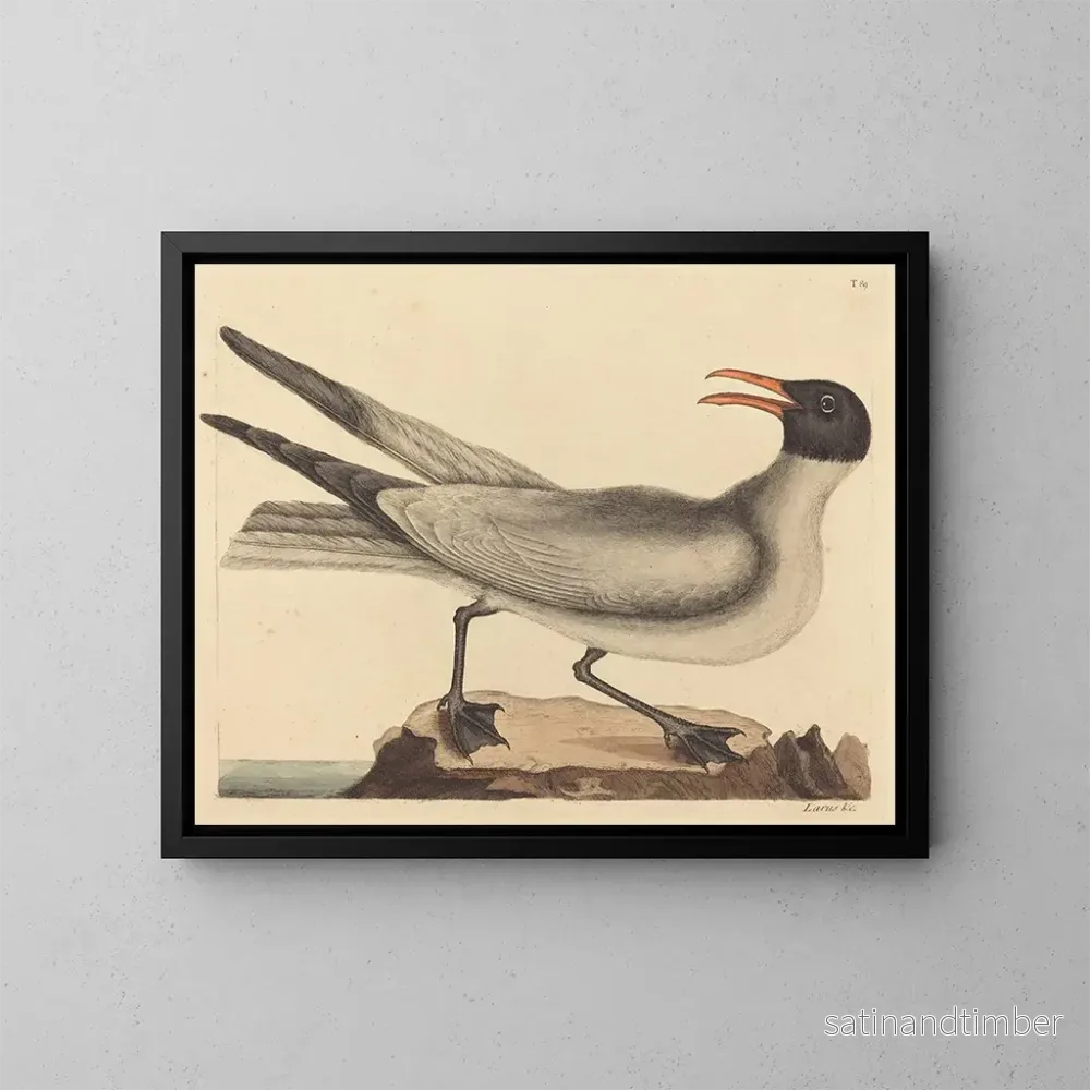 Reproduktion av målningen La mouette rieuse - Mark Catesby