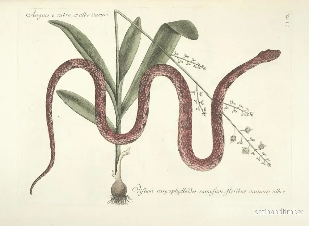 Reproduktion av målningen Bilder av fisk, ormar, insekter och andra djur samt vissa växter Pl055 - Mark Catesby - Bild 2