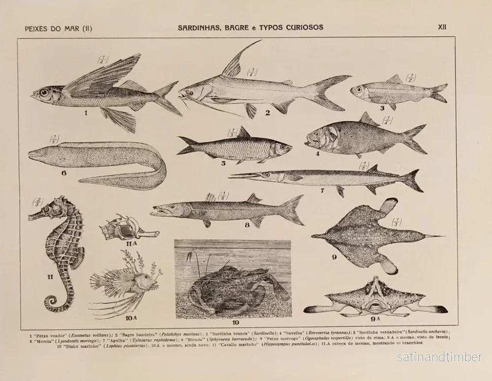 Reproduktion av målningen Atlas över Brasiliens fauna Pl12 - Rodolpho von Ihering - Bild 2