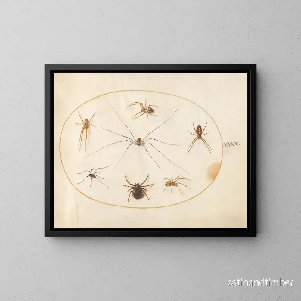 Reproduktion av målningen Platine 40 Huit araignées, inklusive en korsad spindel med en äggpåse - Joris Hoefnagel