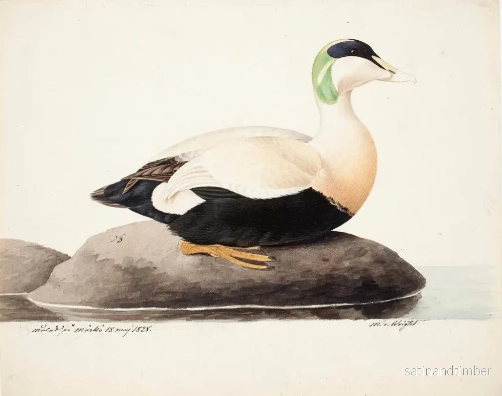 Reproduktion av målningen Eider à duvet mâle - Magnus von Wright - Bild 2