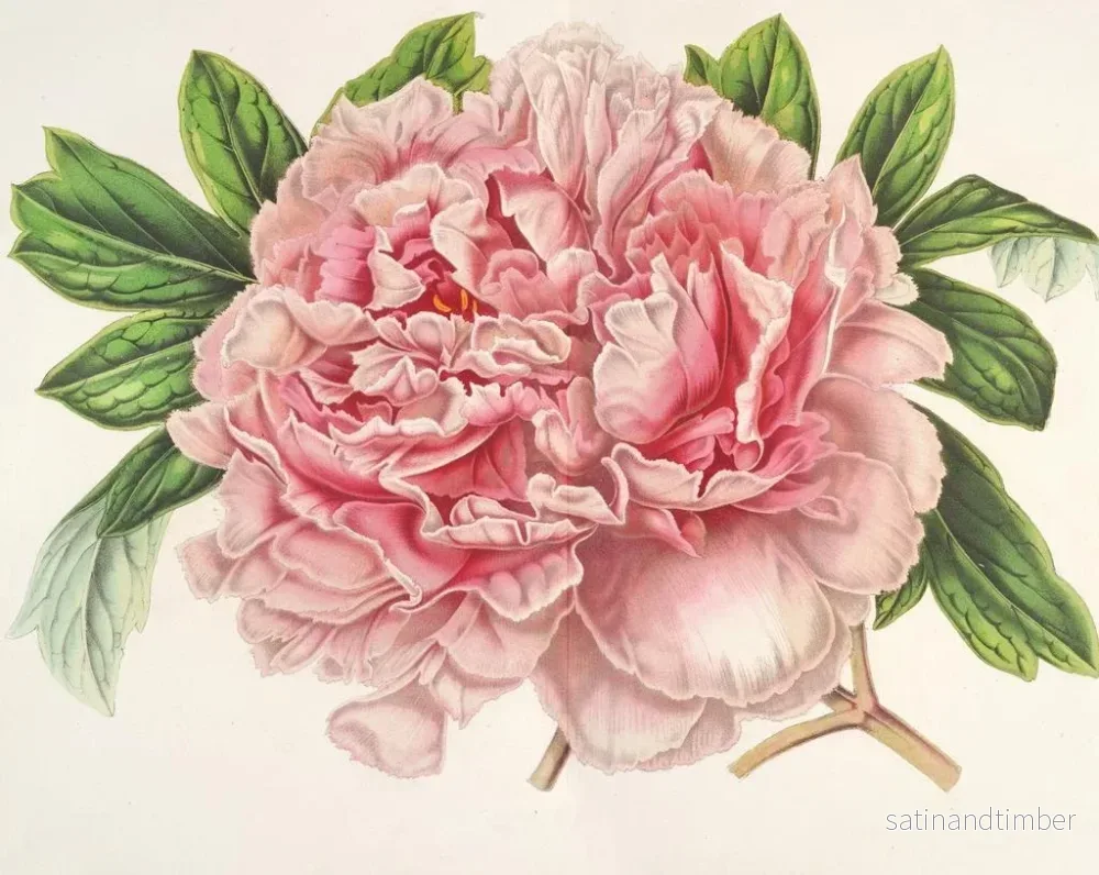Reproduktion av målningen Pivoine av Alexander II - Charles Antoine Lemaire - Bild 2