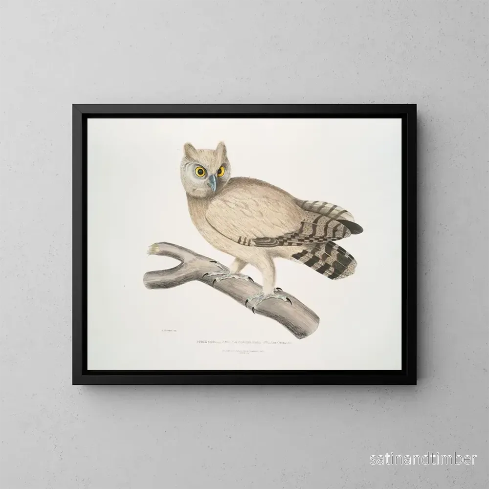Reproduktion av målningen Hibou de Coromandel - John Edward Gray