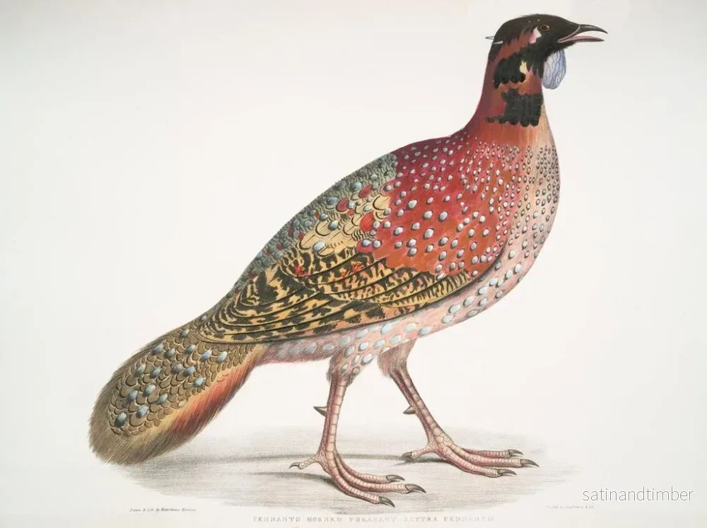 Reproduktion av målningen Faisan à cornes Satyra Pennatii - John Edward Gray - Bild 2