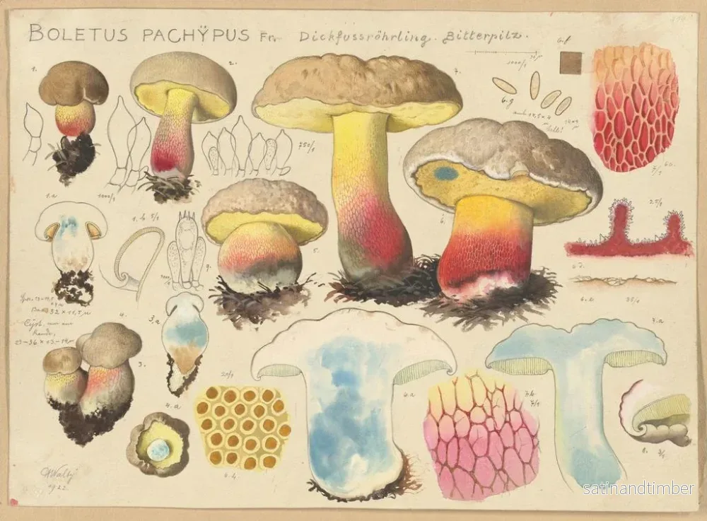 Reproduktion av målningen Boletus pachypus - Hans Baldung - Bild 2