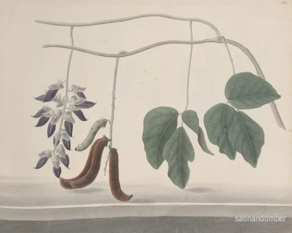 Reproduktion av målningen Histoire naturelle de Saint-Domingue Pl180 - René de Rabi - Bild 2