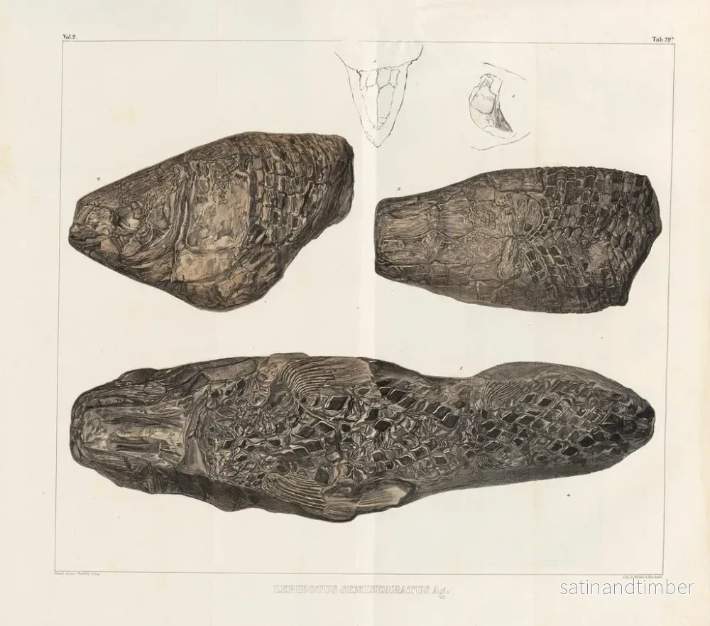 Reproduktion Forskningar om fossila fiskar – Louis Agassiz — plansch 175 - Bild 2