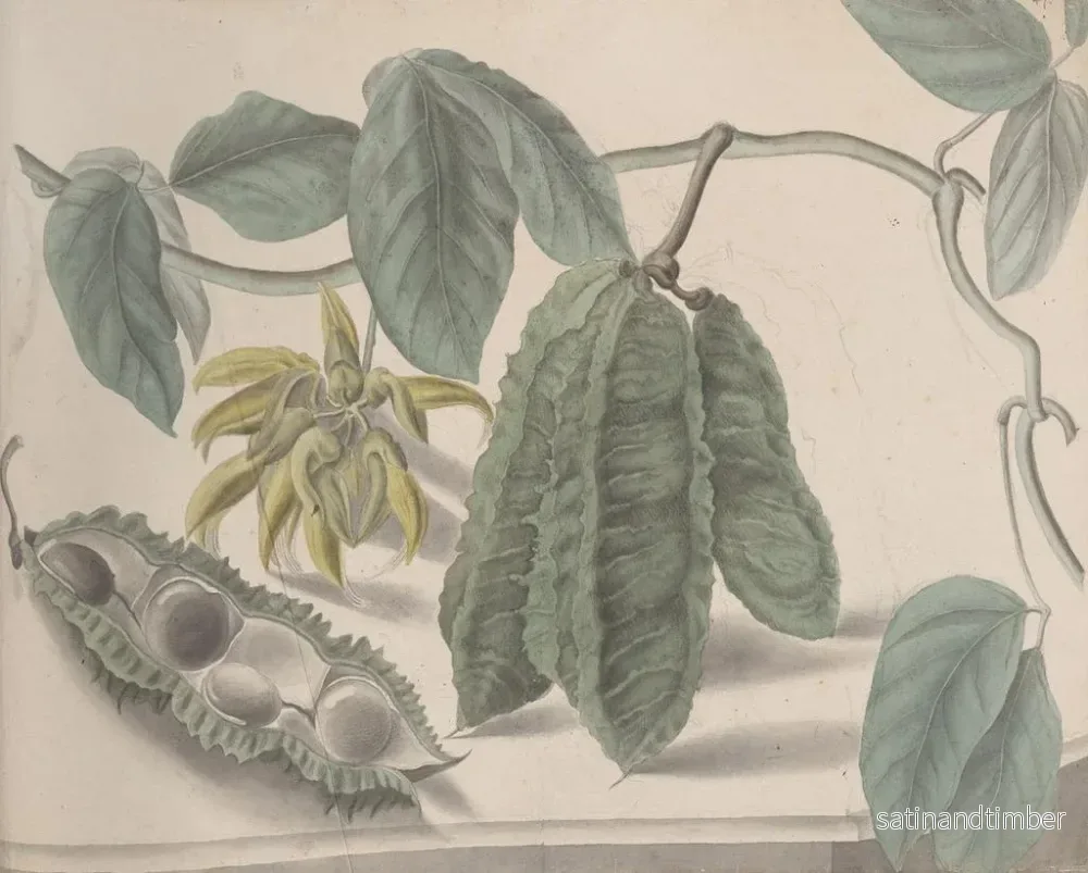 Reproduktion av målningen Histoire naturelle de Saint-Domingue Pl179 - René de Rabi - Bild 2