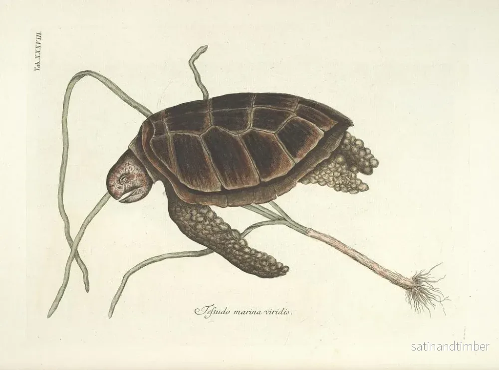 Reproduktion av bilder av fisk, ormar, insekter – Mark Catesby — plansch 038 - Bild 2