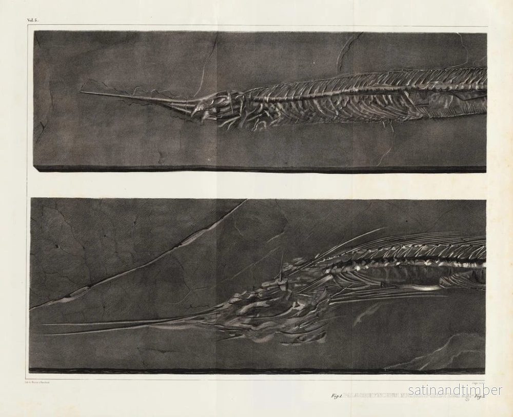 Reproduktion Forskningar om fossila fiskar – Louis Agassiz — plansch 053 - Bild 2