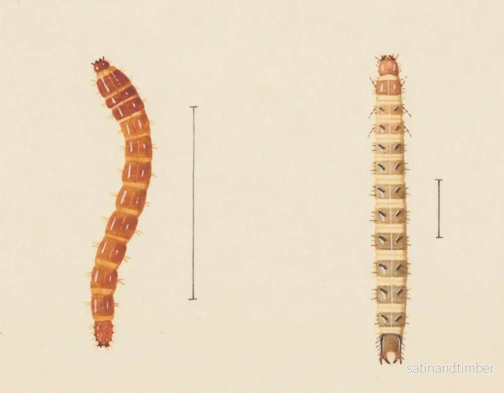 Reproduktion av målningen Aquarelle d'entomologie Pl018 - George Hudson - Bild 2