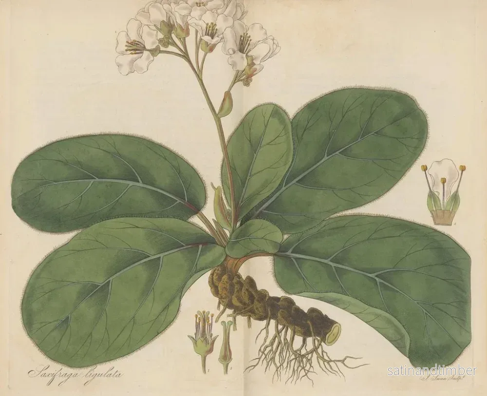 Reproduktion av målningen Saxifrage ligulée - William Jackson Hooker - Bild 2