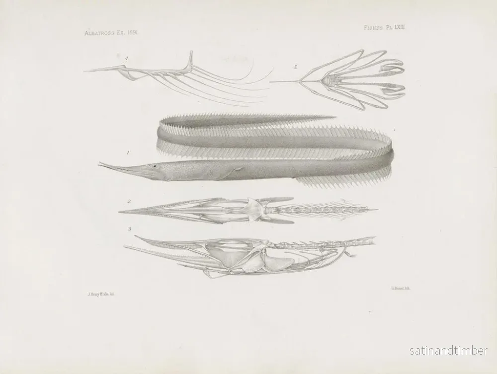 Reproduktion av målningen Mémoires du Muséum de zoologie comparée de Harvard College Pl63 - Musée de Zoologie Comparée de l'Université Harvard - Bild 2