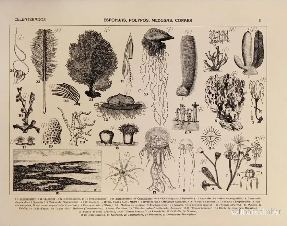 Reproduktion av målningen Atlas de la faune du Brésil Pl02 - Rodolpho von Ihering - Bild 2