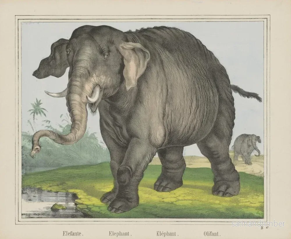 Reproduktion av målningen Elefant - Joseph Scholz - Bild 2