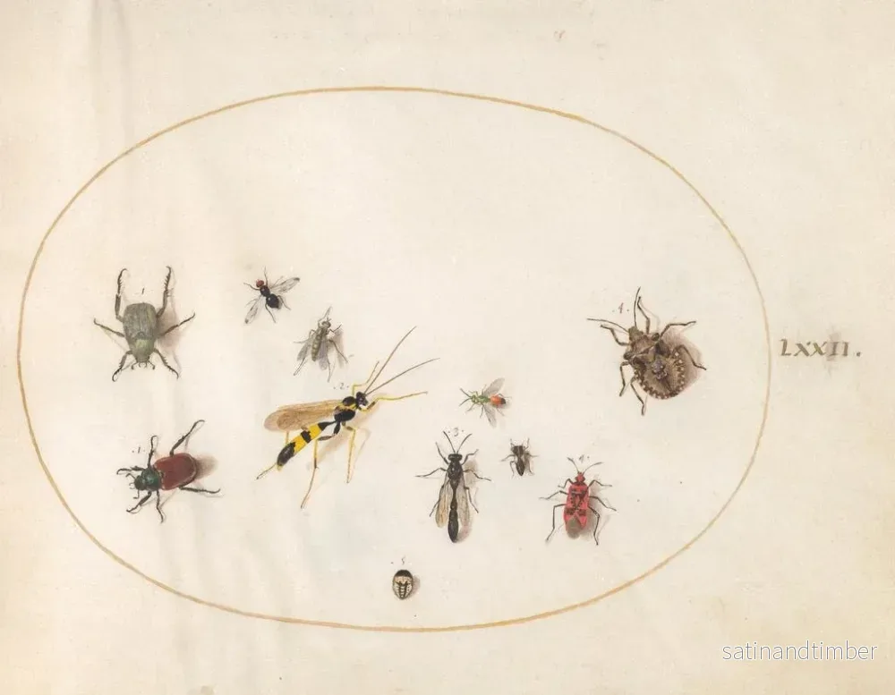 Reproduktion av målningen Platine 72: Sköldpaddespik, kanelkvalster, geting och andra insekter - Joris Hoefnagel - Bild 2