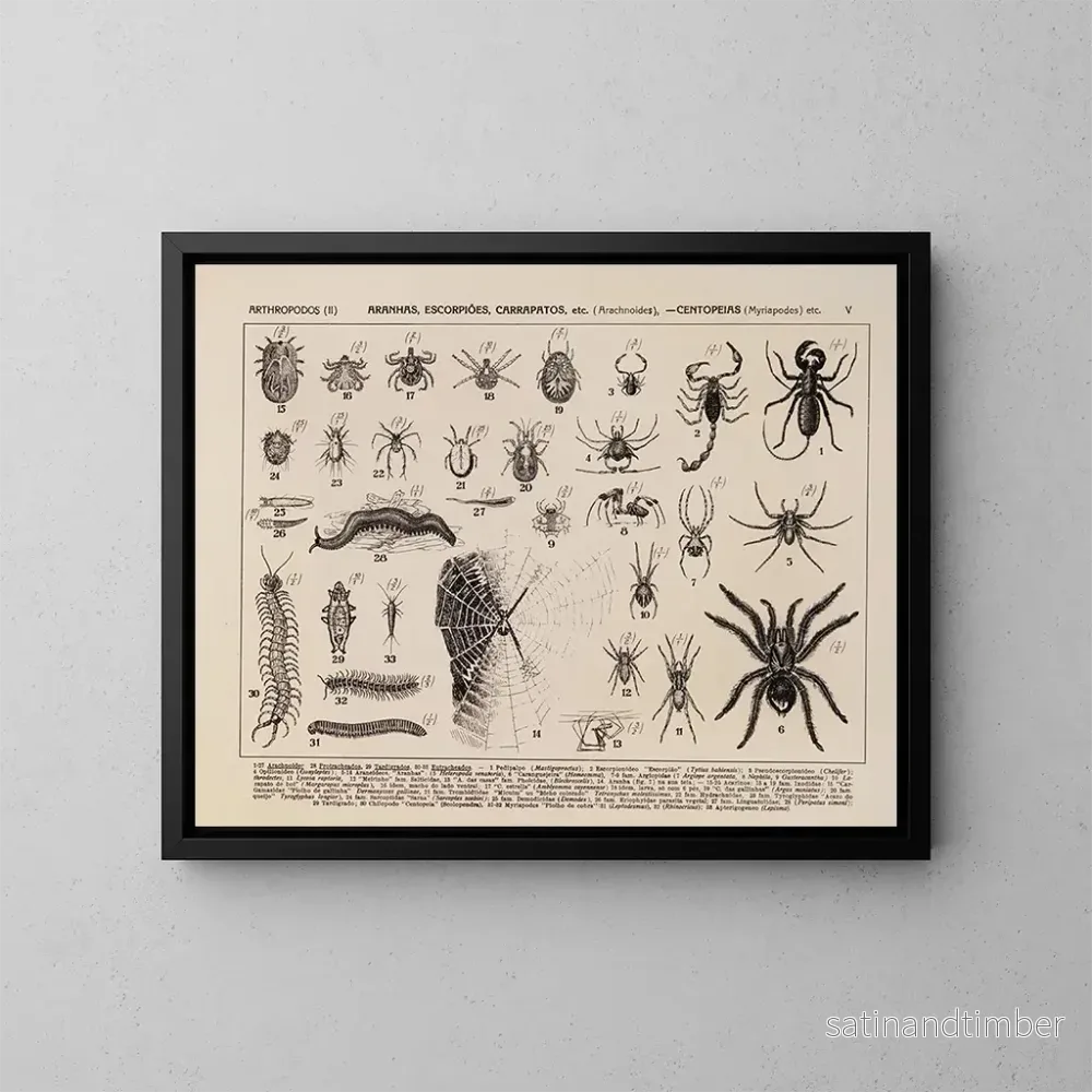 Reproduktion av målningen Atlas de la faune du Brésil Pl05 - Rodolpho von Ihering