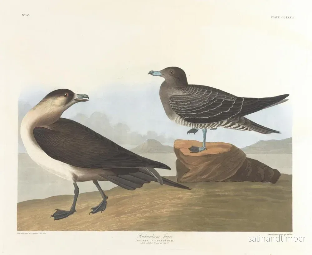 Reproduktion av målningen Le chasseur de Richardson - John James Audubon - Bild 2