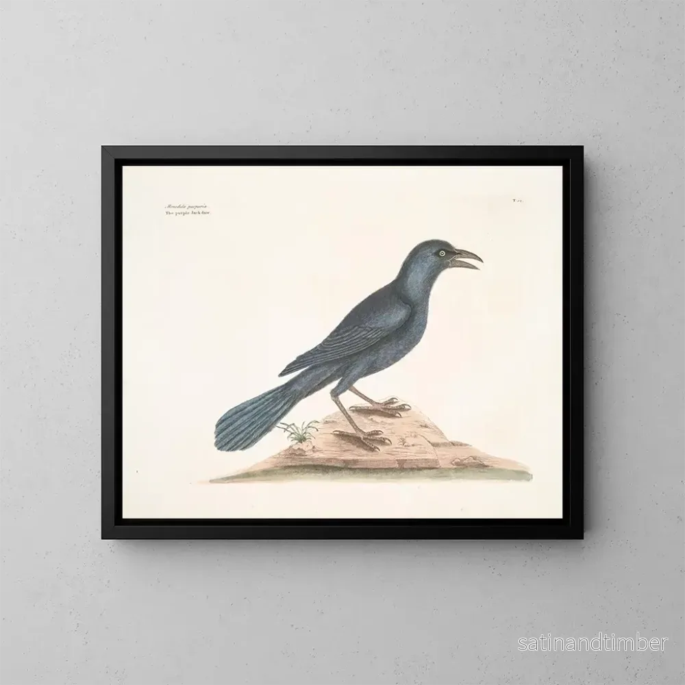Reproduktion av målningen Le corbeau violet - Mark Catesby