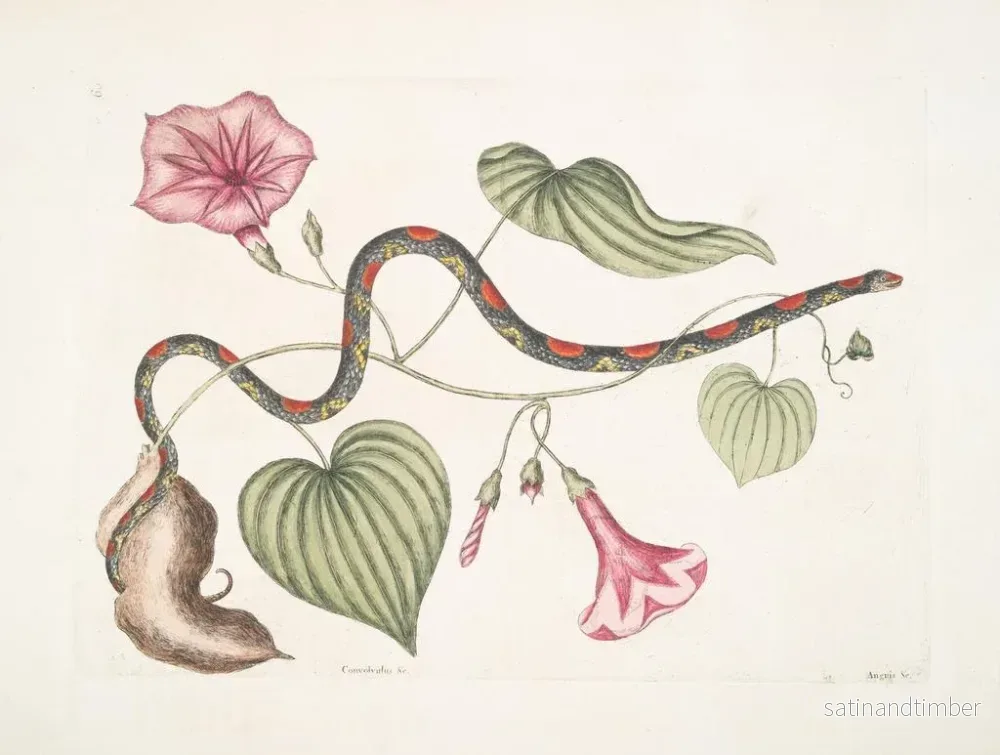 Reproduktion av målningen Convolvulus c. La pomme de terre virginienne Anguis c. Le serpent à perles - Mark Catesby - Bild 2
