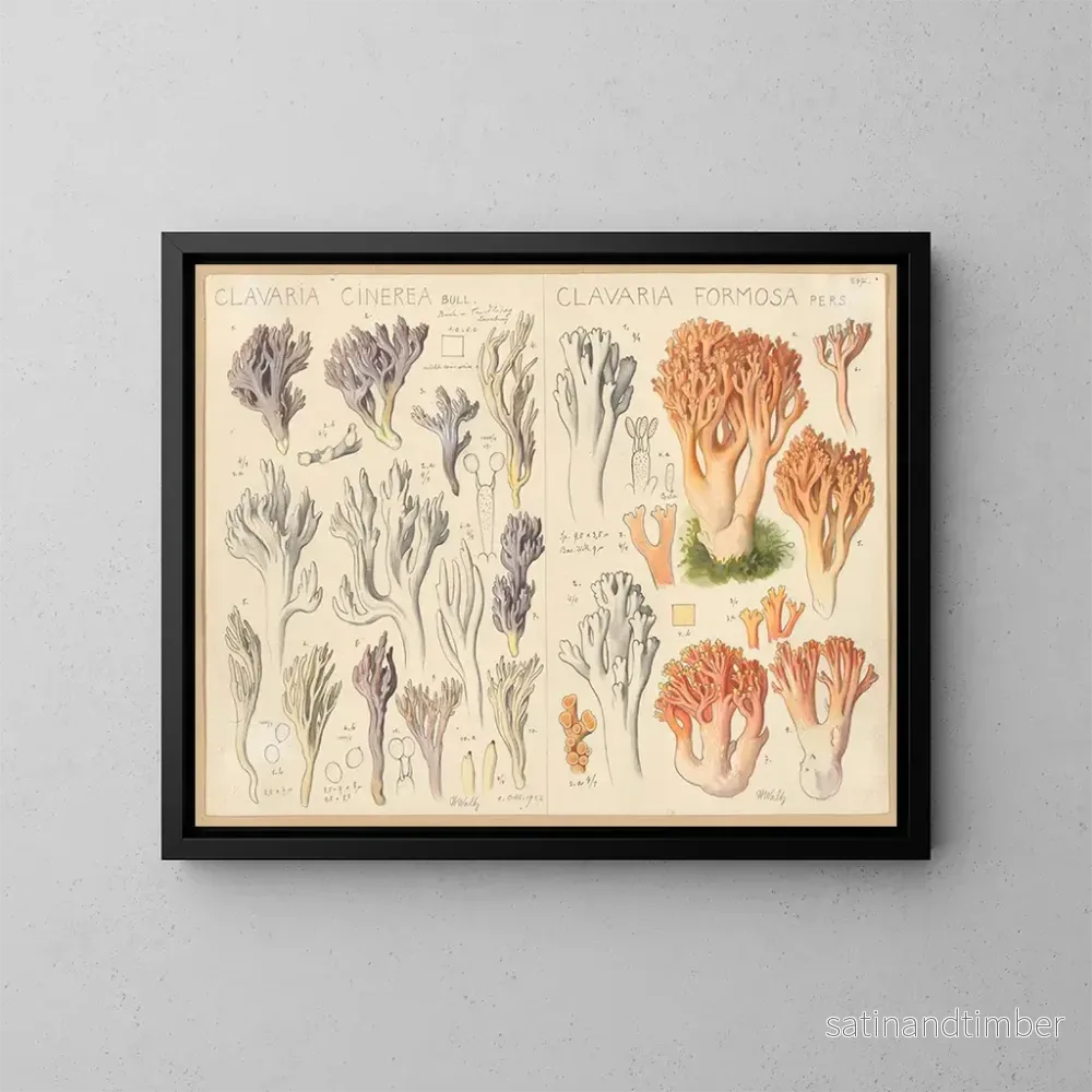 Reproduktion av målningen Clavaria cendrée Clavaria belle - Hans Baldung