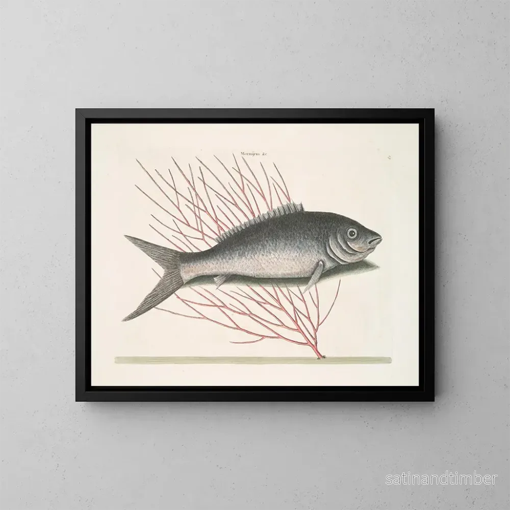 Reproduktion av målningen Mormijrus och den beniga fisken - Mark Catesby
