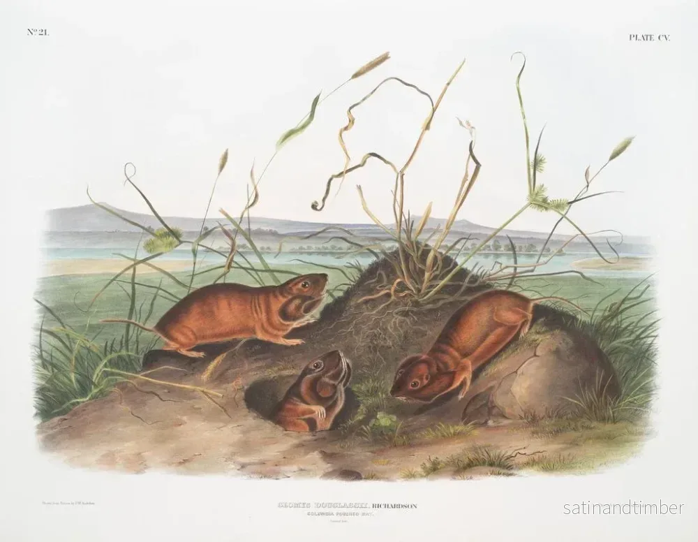 Reproduktion av målningen av Douglas råtta från Columbia i naturlig storlek - John Woodhouse Audubon - Bild 2