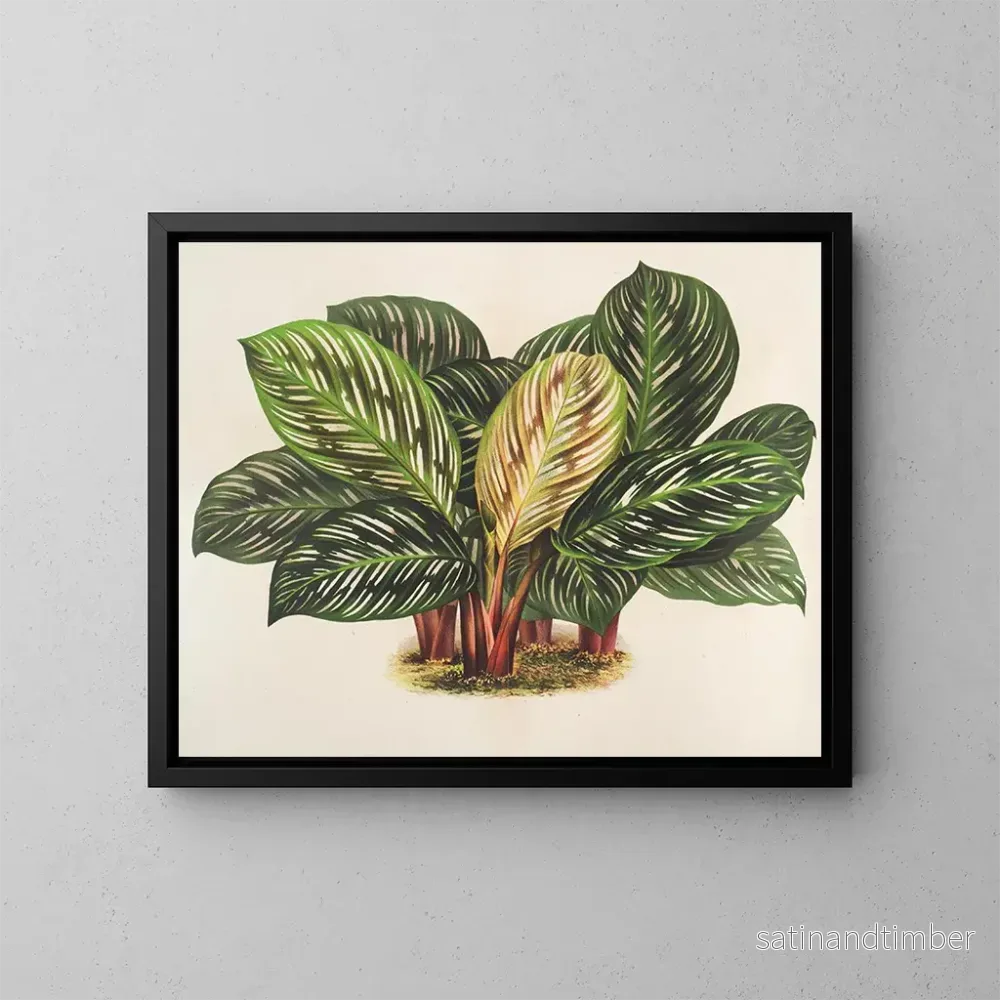 Reproduktion av målningen Calathea Maranta hieroglyfisk - Charles Antoine Lemaire