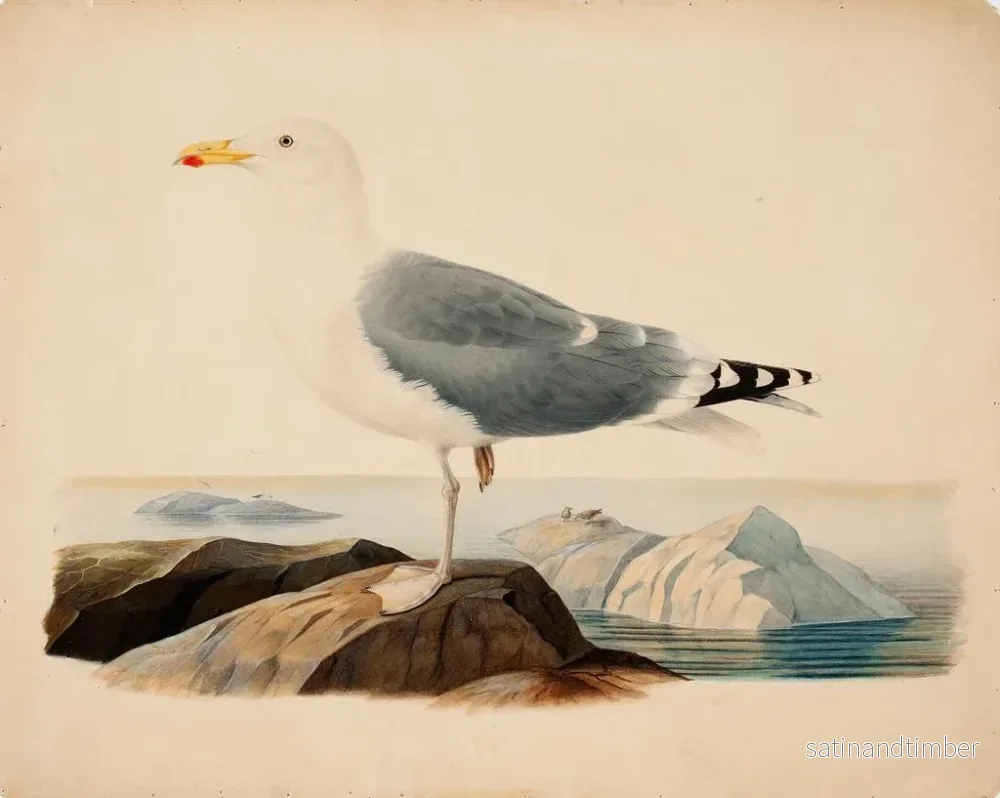 Reproduktion av målningen av gråmåke - Ferdinand von Wright - Bild 2
