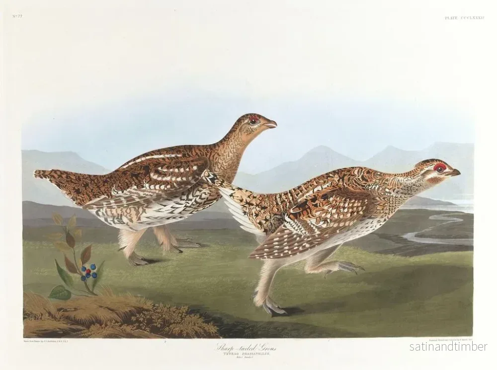 Reproduktion av målningen Tétras à queue pointue - John James Audubon - Bild 2