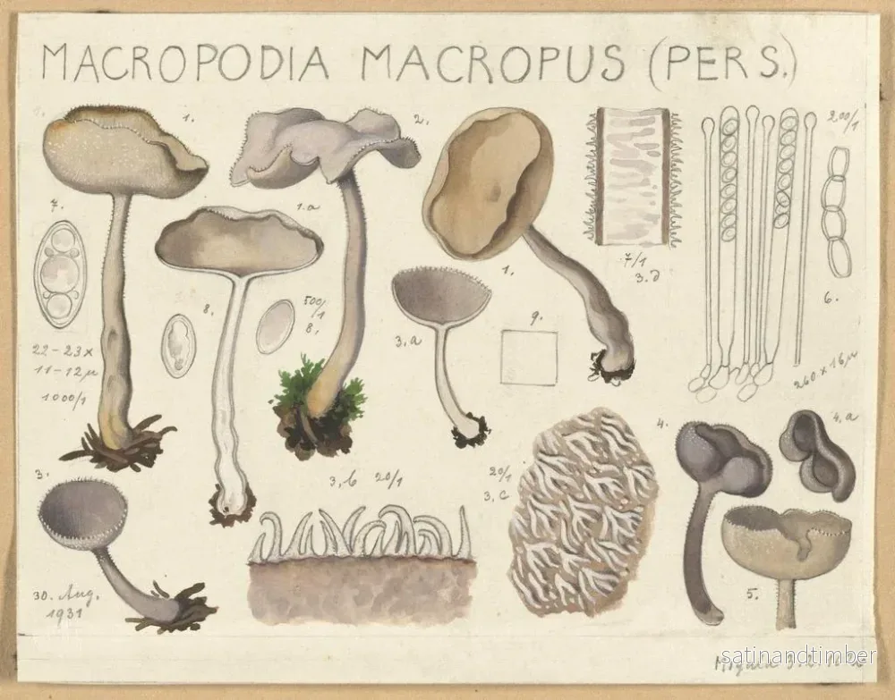 Reproduktion av målningen Macropodia macropus - Hans Baldung - Bild 2