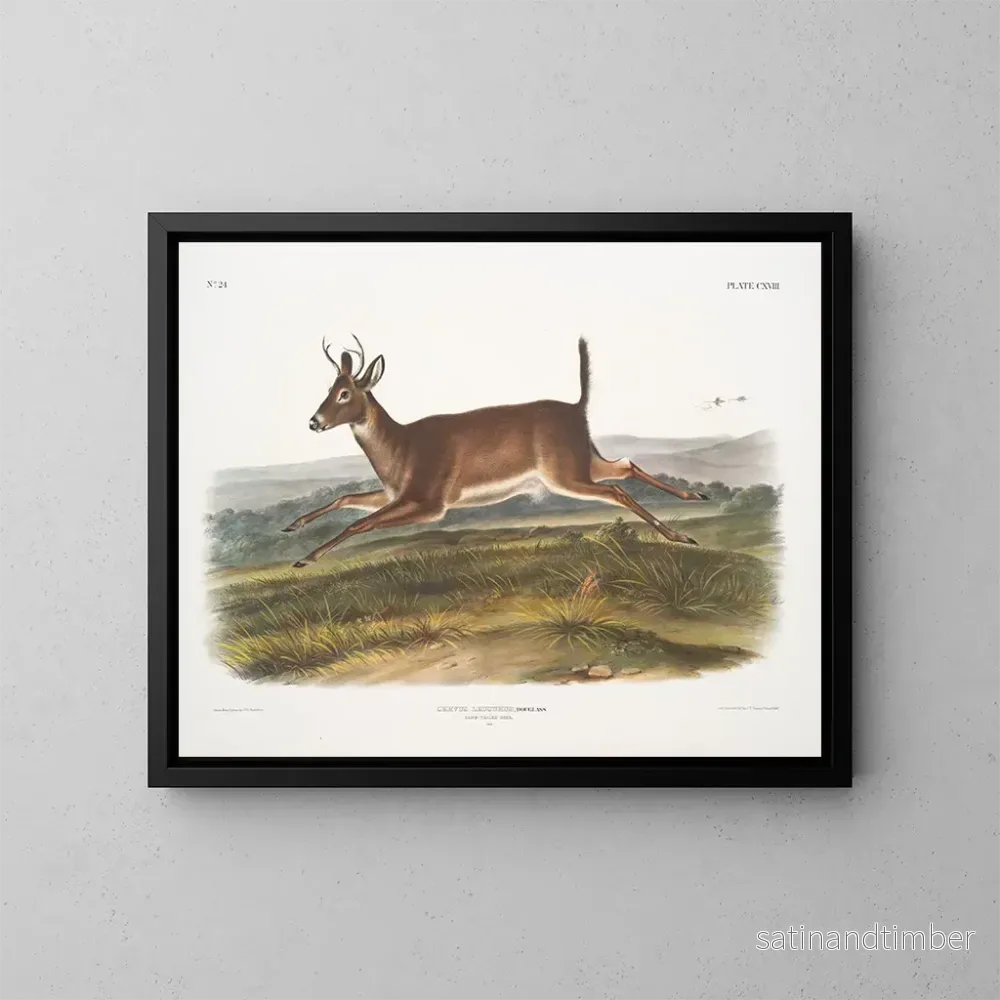 Reproduktion av målningen av långsvansad hjorthane - John Woodhouse Audubon