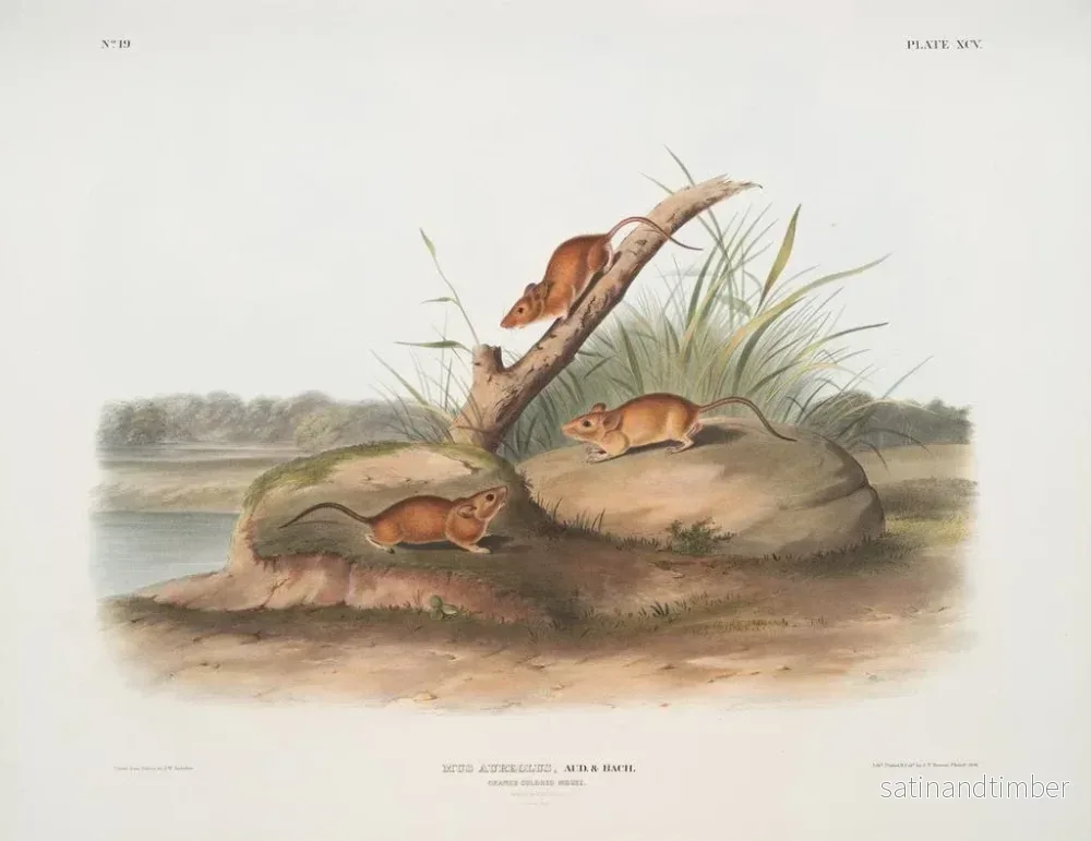 Reproduktion av målningen Souris orange Mus aureolus taille naturelle - John Woodhouse Audubon - Bild 2