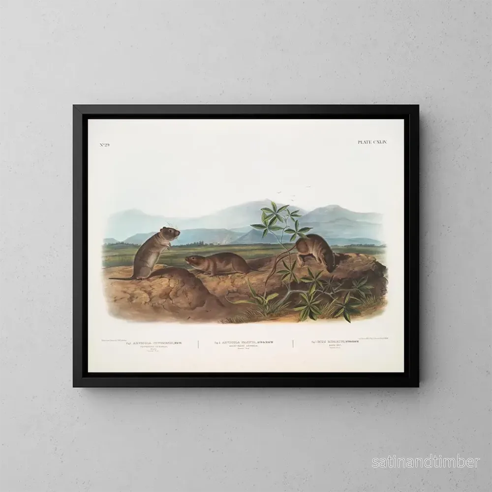 Reproduktion av målningen Arvicola de Townsend, Arvicola à nez pointu, Råttan vid floden - John Woodhouse Audubon