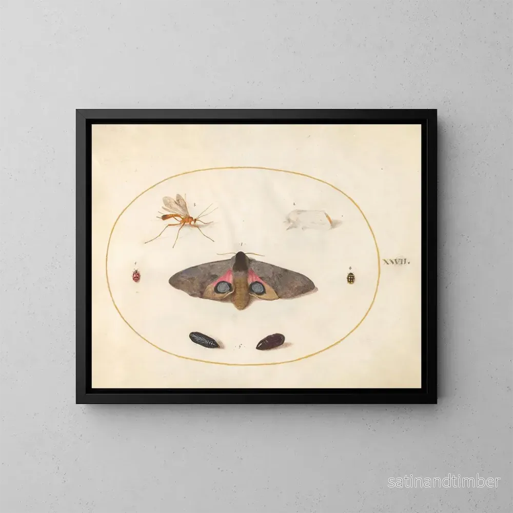 Reproduktion av målningen Platine 27 Un Sphinx à yeux, deux chrysalides et d'autres insectes - Joris Hoefnagel