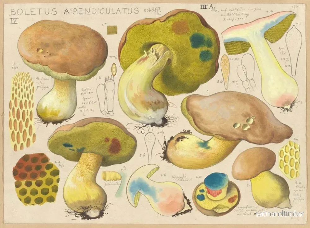 Reproduktion av målningen Boletus appendiculatus - Hans Baldung - Bild 2