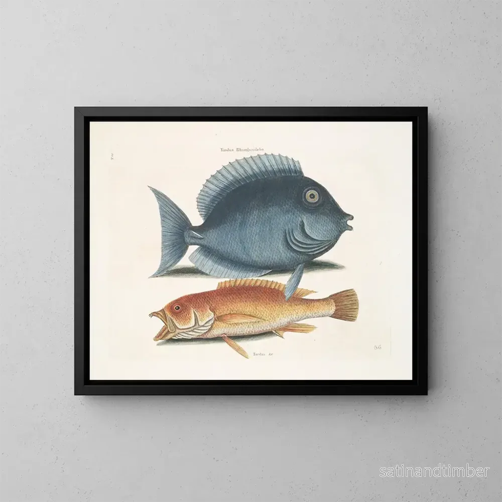Reproduktion av målningen av den rhomboidale koltrasten och den gula fisken - Mark Catesby