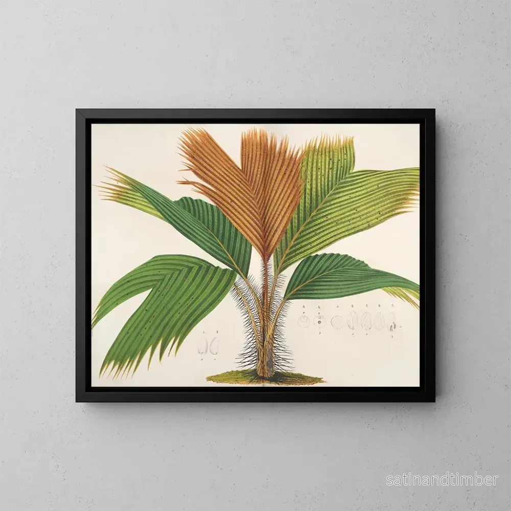 Reproduktion av målningen Phnicophorium des Seychelles - Charles Antoine Lemaire
