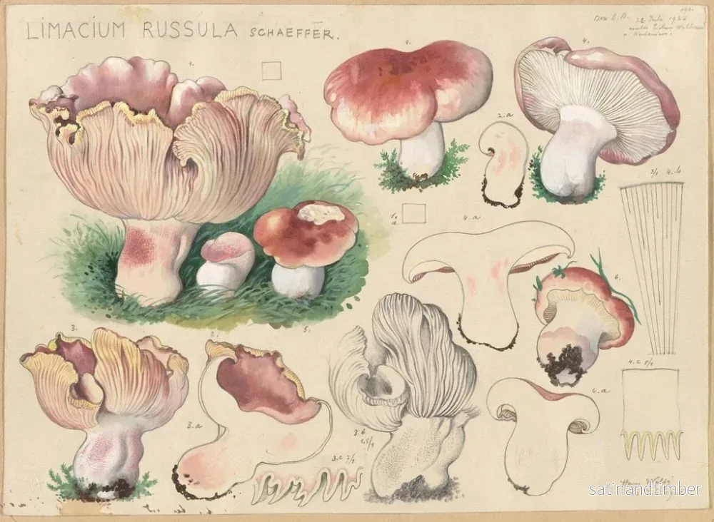 Reproduktion av målningen Limacium russula - Hans Baldung - Bild 2