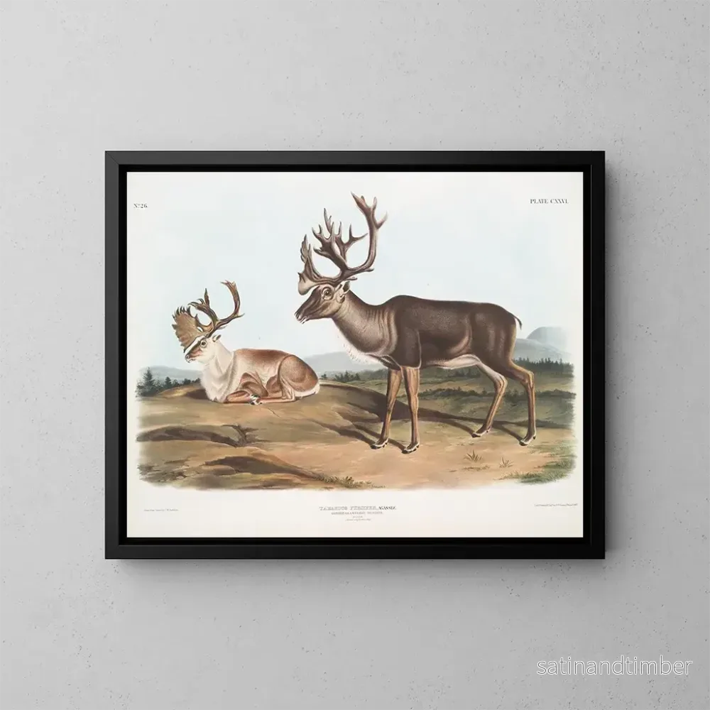 Reproduktion av målningen av Caribou eller amerikansk ren hanar 1 sommarpäls 2 vinterpäls - John Woodhouse Audubon