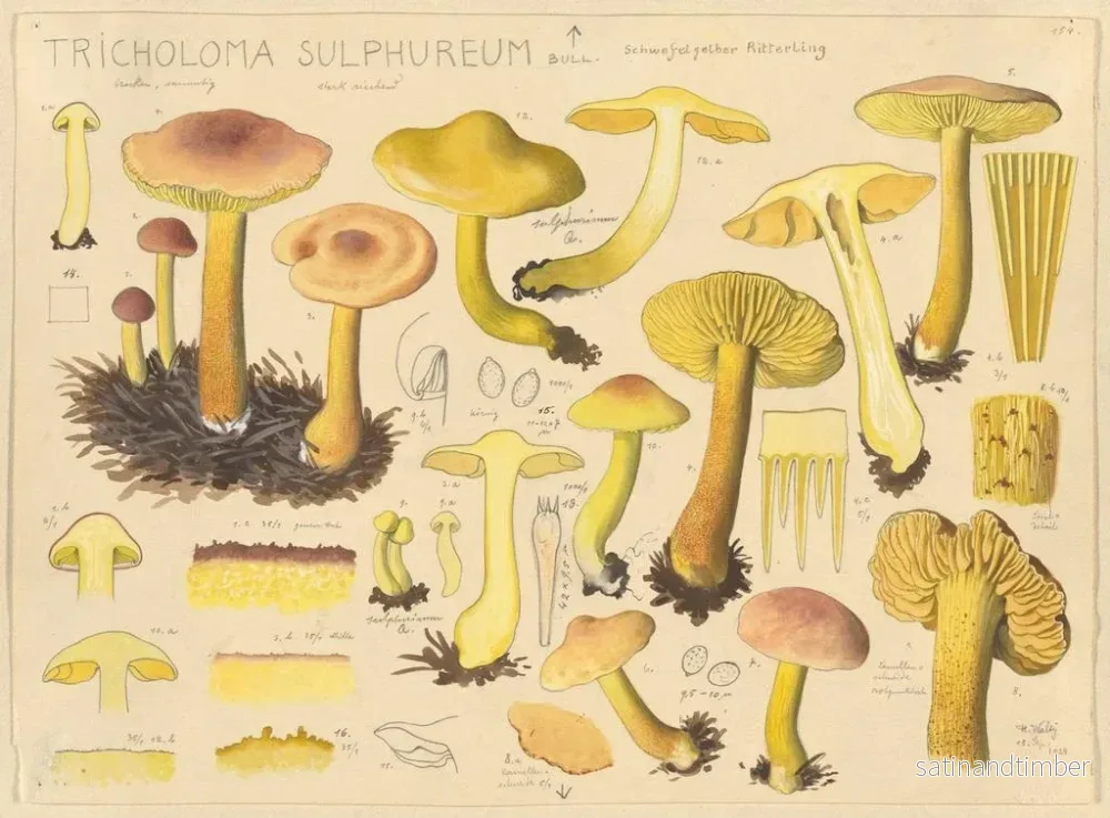 Reproduktion av målningen Tricholome soufré - Hans Baldung - Bild 2