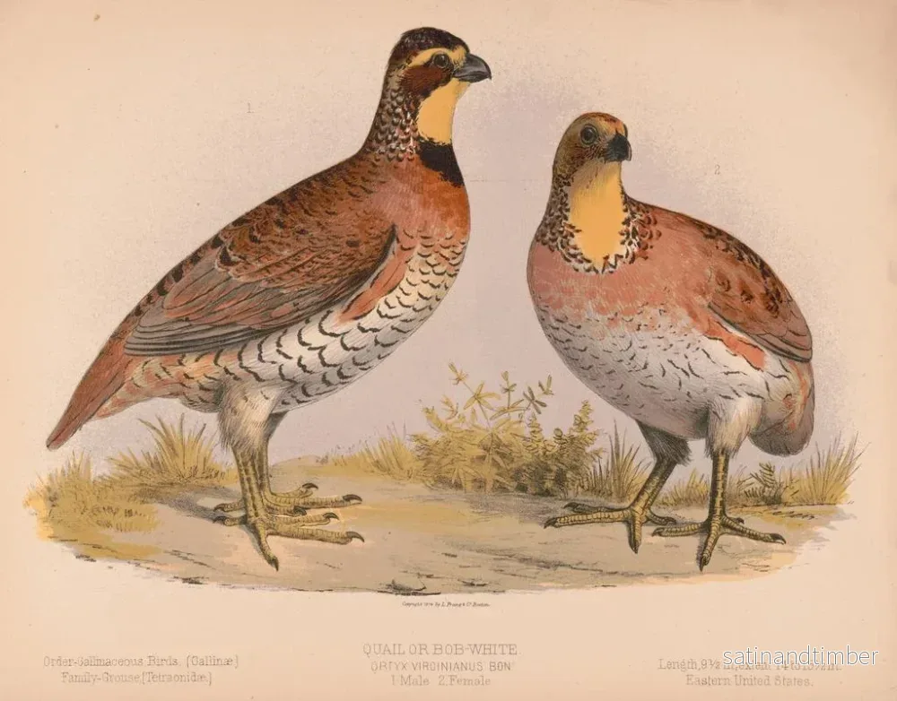 Reproduktion av målningen Caille eller Bobwhite Ortyx virginianus bra 1 hane 2 honor - Louis Prang Co - Bild 2