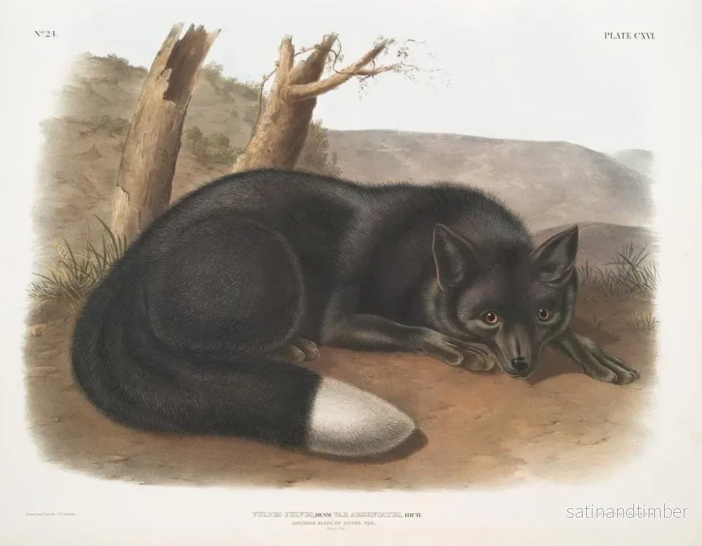 Reproduktion av målningen av svart räv eller amerikanskt silver - John Woodhouse Audubon - Bild 2