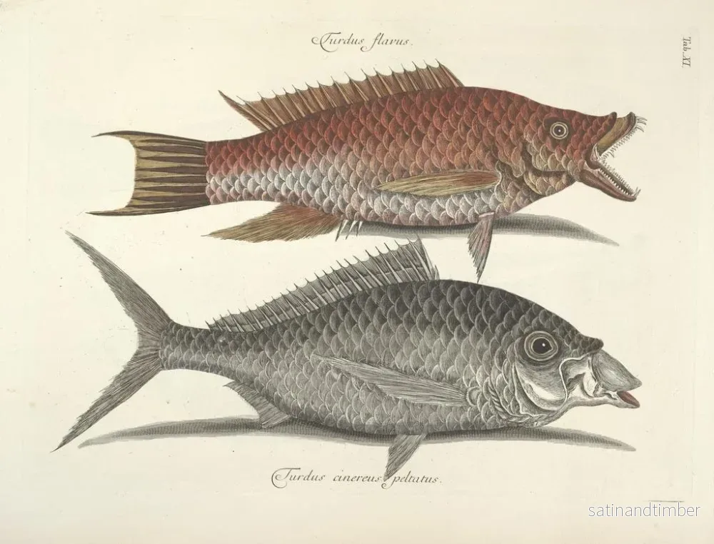 Reproduktion av bilder av fisk, ormar, insekter – Mark Catesby — plansch 011 - Bild 2