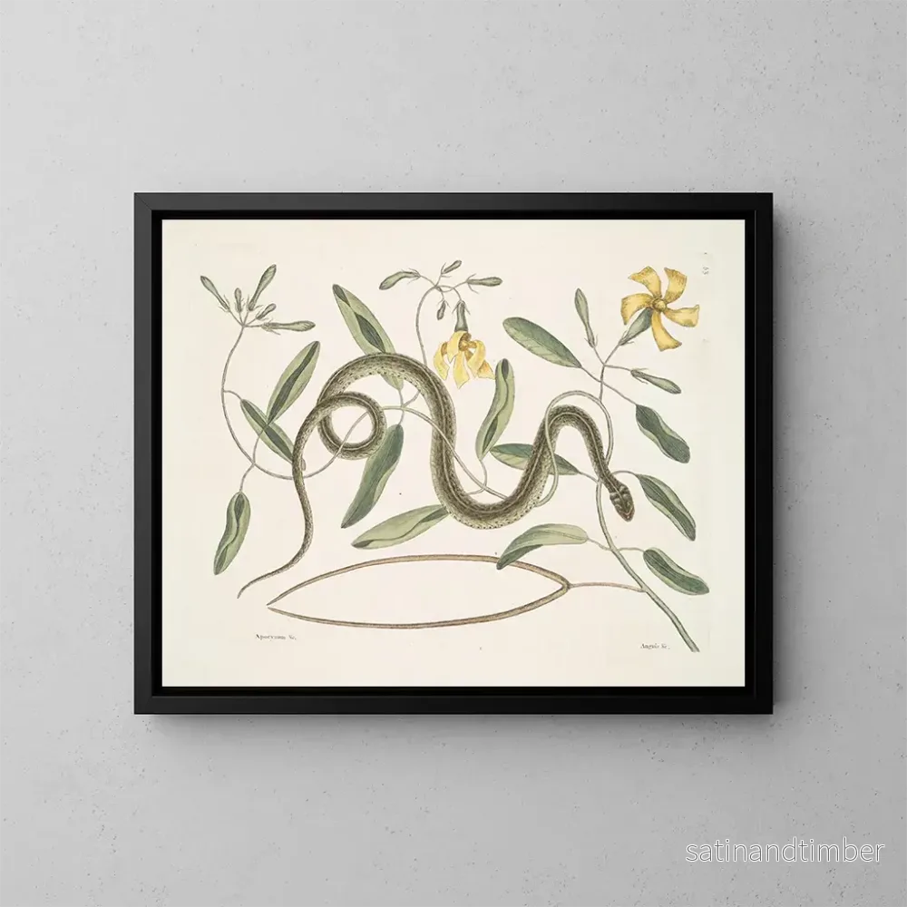 Reproduktion av målningen av Apocynum c. Angis viridis maculatus, den gröna ormen med fläckar - Mark Catesby