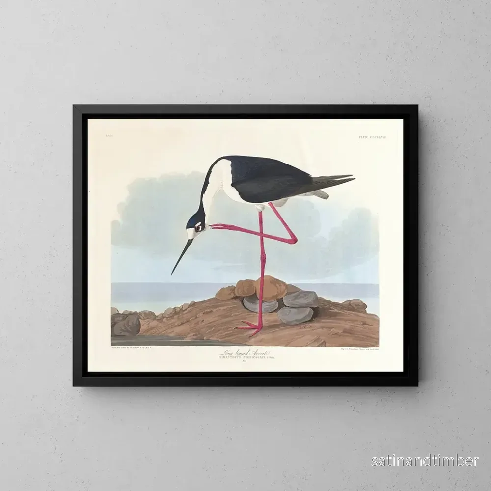 Reproduktion av målningen av Avocette à longues pattes - John James Audubon