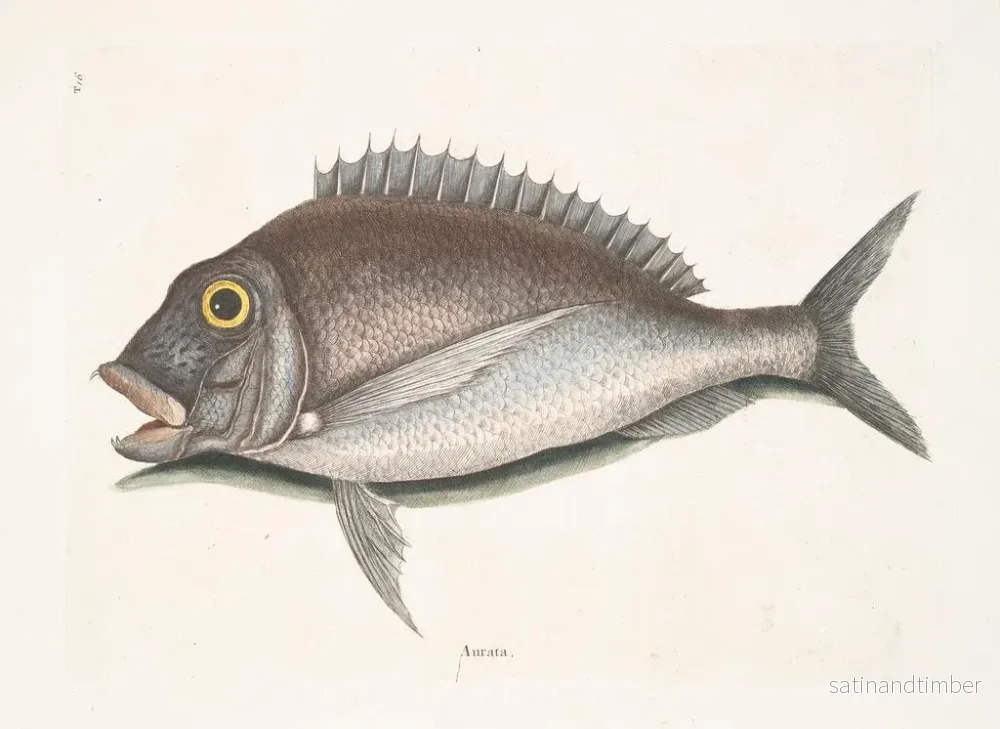 Reproduktion av målningen Le Porgy Aurata - Mark Catesby - Bild 2